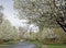 Pear Trees In Bloom