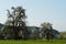 Pear trees in blossom in the spring. A lonely standing tree covered by tiny white flowers in Swiss countryside