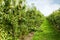 Pear trees laden with fruit in an orchard