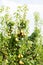 Pear trees laden with fruit in an orchard