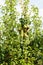 Pear trees laden with fruit in an orchard in the sun