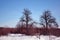 Pear trees without leaves on snowy meadow with bushes, winter landscape, blue sky