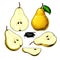 Pear vector drawing. Isolated hand drawn full pear and sliced pi