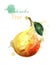 Pear watercolor isolated Vector. Juicy colorful fruits illustrations
