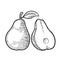 Pear whole and half with leaf. Vintage black engraving