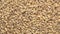 Pearl barley grain background