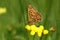 Pearl-bordered fritillary