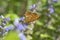 Pearl-bordered fritillary (Boloria euphrosyne).