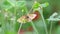 Pearl bordered fritillary, Boloria euphrosyne butterfly climbing on crimson clover, trifolium incarnatum stem spring flower with