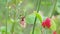 Pearl bordered fritillary, Boloria euphrosyne butterfly resting on crimson clover, trifolium incarnatum stem spring flower with