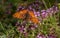 Pearl-bordered fritillary Boloria euphrosyne, a orange butterfly with black spots on wild thyme thymus praecox blossoms