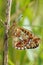 Pearl-bordered Fritillary Butterfly