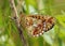 Pearl-bordered Fritillary Butterfly