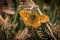 Pearl-bordered Fritillary butterfly, Boloria euphrosyne