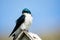 Pearl Breasted Swallow Sitting on a Birdhouse