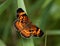 Pearl crescent butterfly