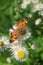 Pearl Crescent Butterfly