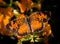 Pearl Crescent Butterfly, phyciodes tharos