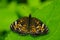 Pearl Crescent Butterfly - Phyciodes tharos