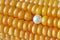 Pearl Ear Stud On Maize Corn Cob