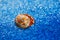 pearl exotic sea shell on blue pebble under water