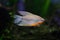 Pearl gourami (Trichopodus leerii)