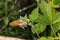 Pearl heath butterflyCoenonympha arcania