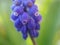 Pearl hyacinth with blue blossoms close-up in spring