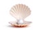 Pearl inside seashell 3d rendering