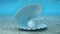Pearl inside a seashell. Beautiful pearl in the shell on the seabed. Rays of sunlight shining from above penetrate deep