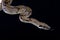 Pearl island boa (Boa constrictor sabogae)