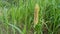 Pearl millet field in rural area of punjab, pakistan.