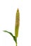 Pearl Millet Pennisetum Glaucum Seeds