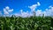 The pearl millet plants under the blue sky