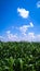 The pearl millet plants under the blue sky