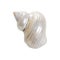 Pearl nautilus shell on white