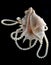 Pearl ornament on a sea shell