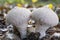 The pearl puffer Lycoperdon perlatum in the park De Horsten in Wassenaar