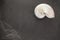 Pearl shell of a chambered nautilus on black slate background w