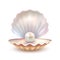 Pearl Shell Realistic Close Up Image