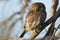 Pearl-spotted Owlet (Glaucidium perlatum)