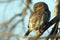 Pearl-spotted Owlet (Glaucidium perlatum)