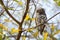 Pearl-Spotted Owlet, Okavango Delta, Botswana