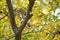 Pearl-Spotted Owlet, Okavango Delta, Botswana