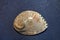 Pearl white abalone shell Haliotis asinina