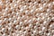 Pearls background. Pearl beads, string of pearls closeup. Pearl texture