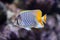 Pearlscale butterflyfish (Chaetodon xanthurus)