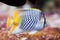 Pearlscale butterflyfish Chaetodon xanthurus