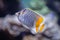 Pearlscale butterflyfish Chaetodon xanthurus