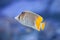 Pearlscale butterflyfish Chaetodon xanthurus